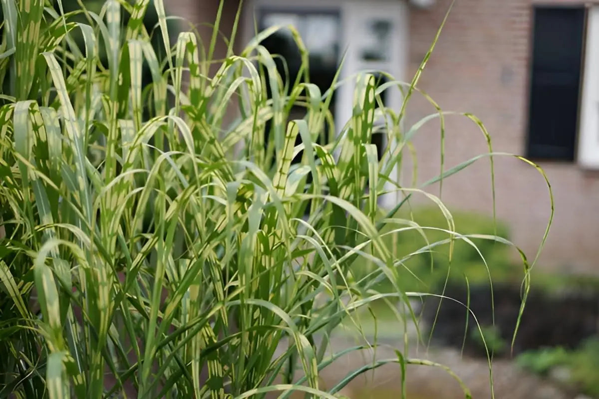 Miscanthus x giganteus 'Aligator', großes Ziergras, Elefantengras, Stauden Gänge, grünes, hohes Riesen-Chinaschilf