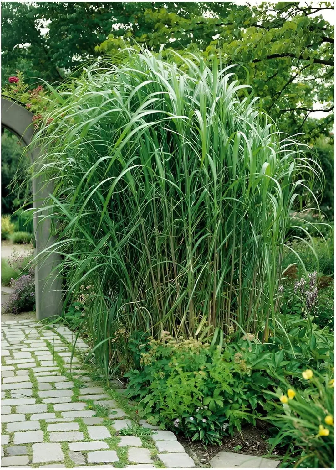 Miscanthus x giganteus 'Meidl', rotes Riesenchinaschilf, Ziergras von Stauden Gänge, zeigt kräftiges rotes Elefantengras.