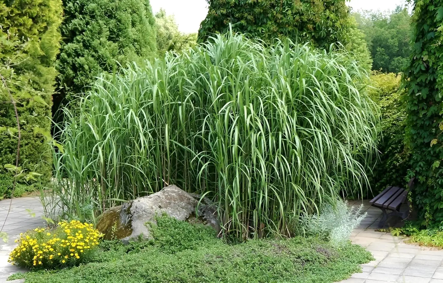 Ziergras Miscanthus x giganteus, Riesenchinaschilf, Elefantengras, Stauden Gänge, große Gräser im Garten