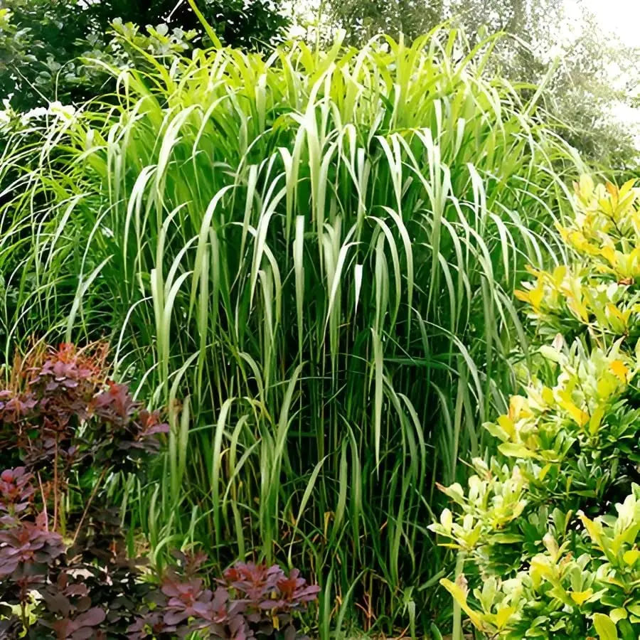 Ziergras Miscanthus x giganteus, Riesenchinaschilf, Elefantengras von Stauden Gänge, mit langen, schmalen Blättern und aufrechtem Wuchs