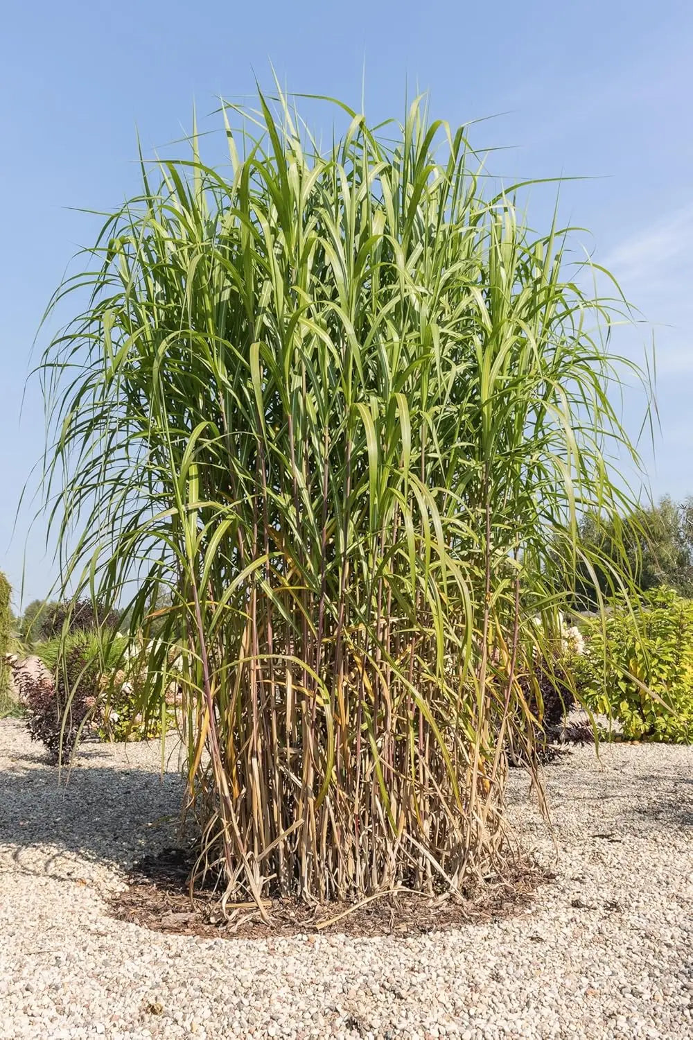 Miscanthus x giganteus, Riesenchinaschilf, Elefantengras im XXL Topf, Ziergras von Stauden Gänge, große, grüne Blätter