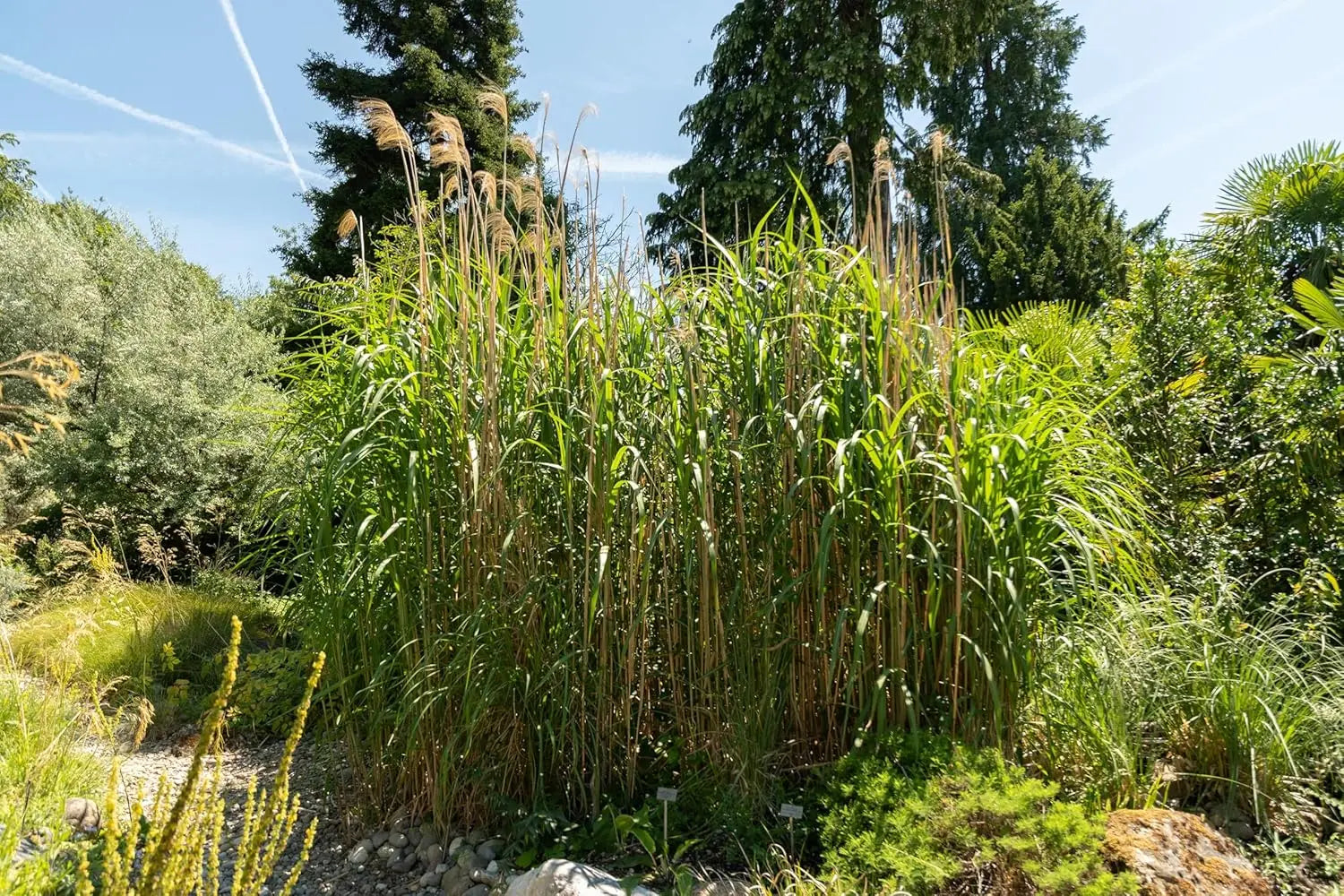 Miscanthus x giganteus, Riesenchinaschilf, Elefantengras in XXL Topf, Ziergras von Stauden Gänge, große grüne Halme