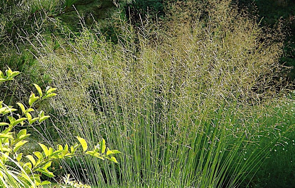 Hohes Molinia arundinacea 'Karl Foerster' - Ziergras von Stauden Gänge, mit schmalen, aufrechten Gräsern in natürlicher Gartenszene