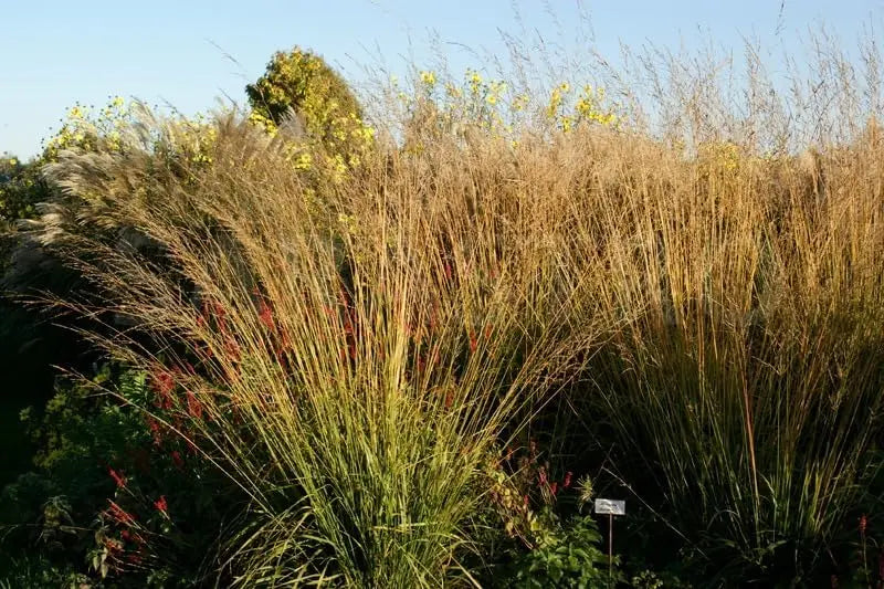 Hohes Molinia arundinacea 'Karl Foerster', Ziergras von Stauden Gänge, mit schilfartigen Blütenständen und grünen Halmen