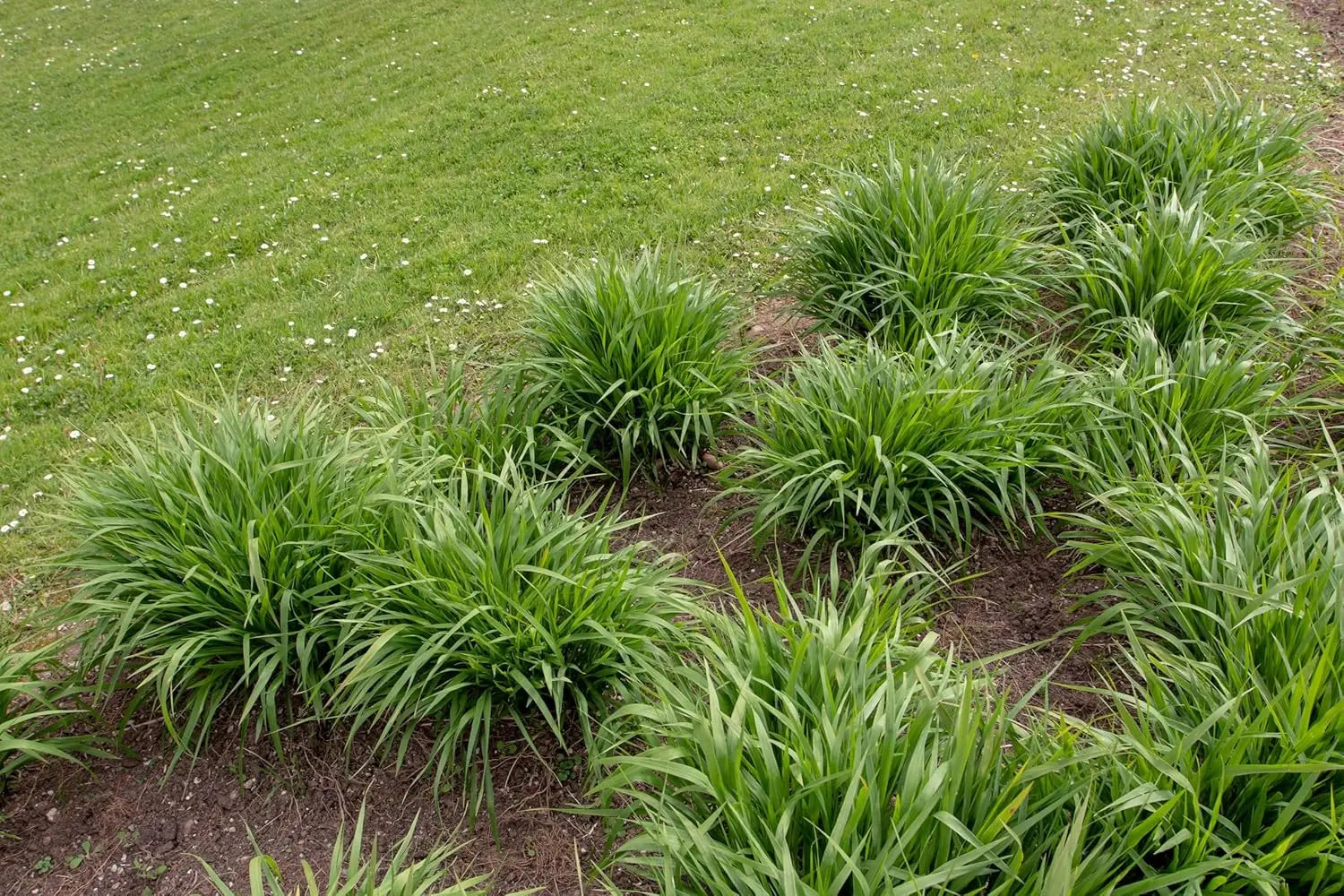 Ziergras Molinia arundinacea 'Transparent' von Stauden Gänge in XXL-Topf, grüne Blätter und aufrechter Wuchs, Riesen Pfeifengras
