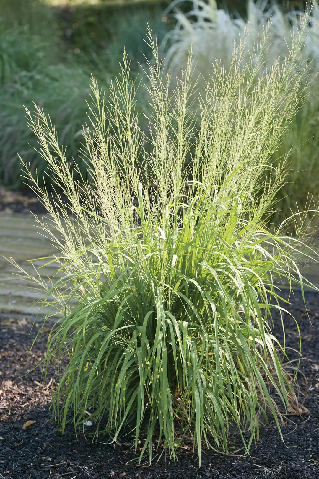 Großes Molinia arundinacea 'Transparent', Riesen Pfeifengras, Ziergras in einem Topf, natürliche grüne Blätter, Stauden Gänge