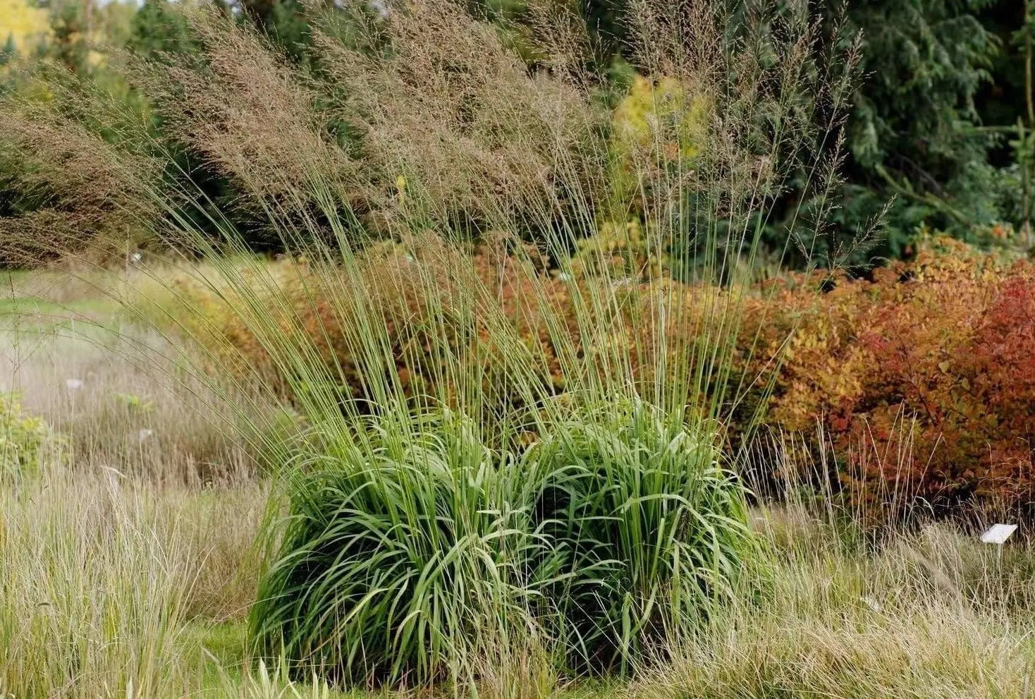 Hohes Pfeifengras Molinia arundinacea 'Windspiel' als Ziergras, grünes, schilfähnliches Blattwerk, in Gartenumgebung.