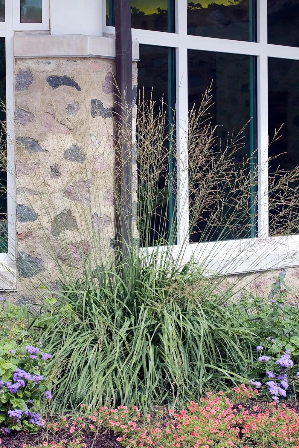 Hohes Pfeifengras Molinia arundinacea 'Windspiel' als Ziergras, grüner, vertikaler Wuchs mit schmalen Blättern, im Garten.