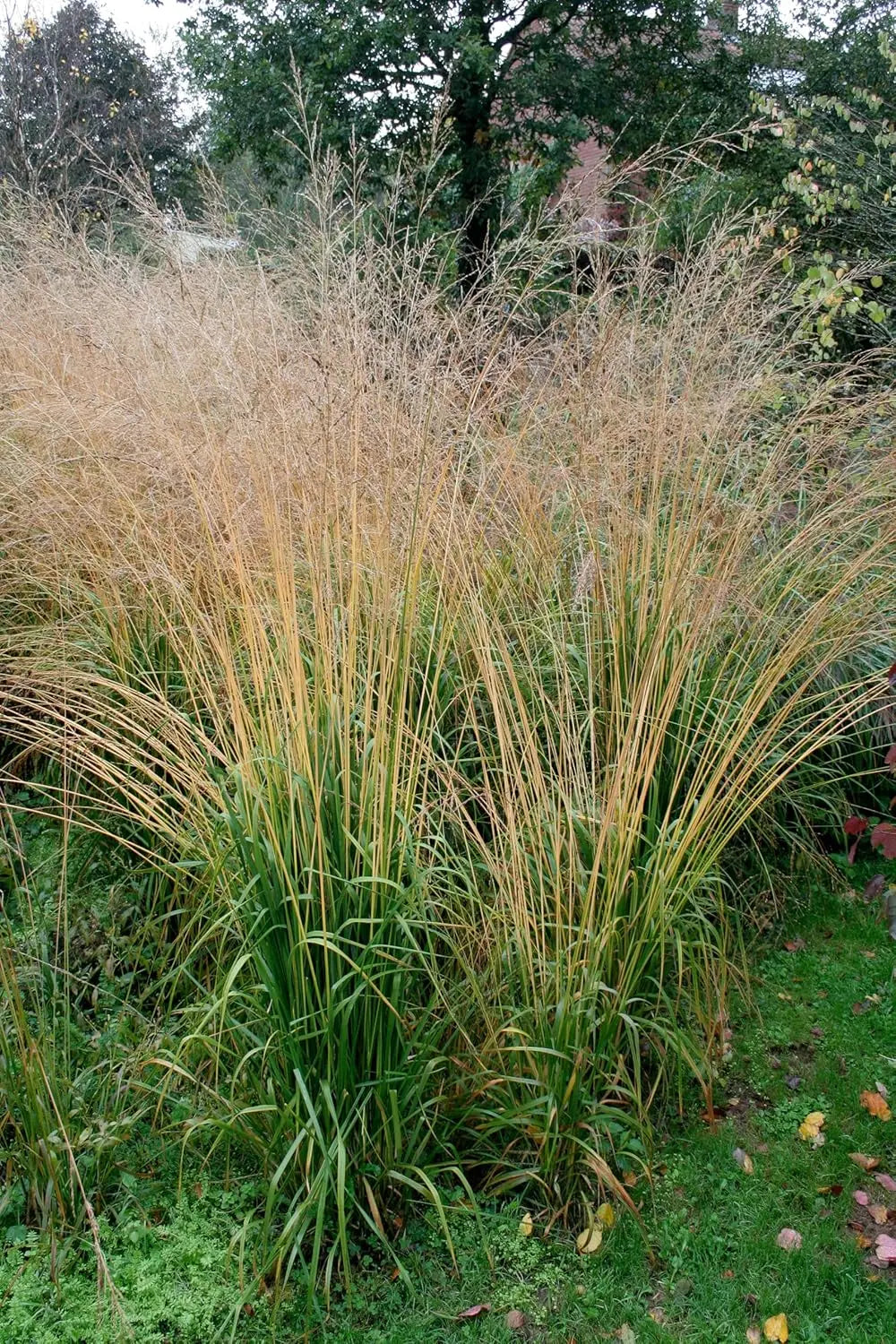 Hoch wachsendes Molinia arundinacea 'Windspiel', großes Ziergras mit schilfartigem Erscheinungsbild, von Stauden Gänge.
