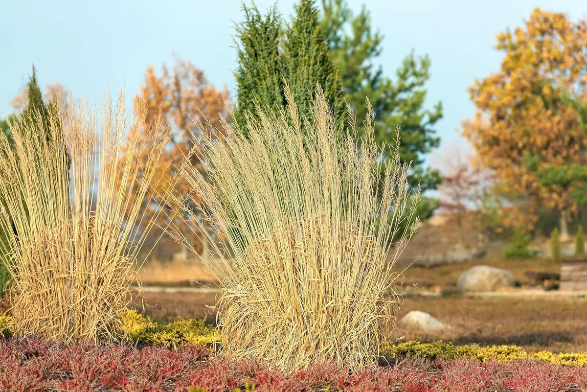 Hohes Molinia arundinacea 'Windspiel', Stauden Gänge, Ziergras mit langen, schilfartigen Halmen im Garten.