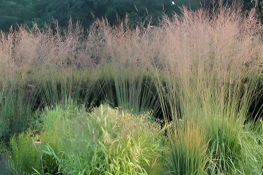 Hohes Molinia arundinacea 'Windspiel', dekoratives Ziergras mit schmalen Blättern und Blütenähren, bei Stauden Gänge.