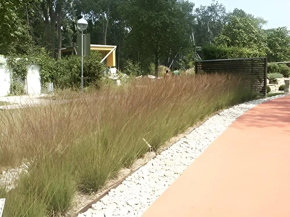 Ziergras Molinia caerulea 'Edith Dudszus' von Stauden Gänge, kleines Pfeifengras mit zarten, bläulichen Halmen in Gartenaufnahme
