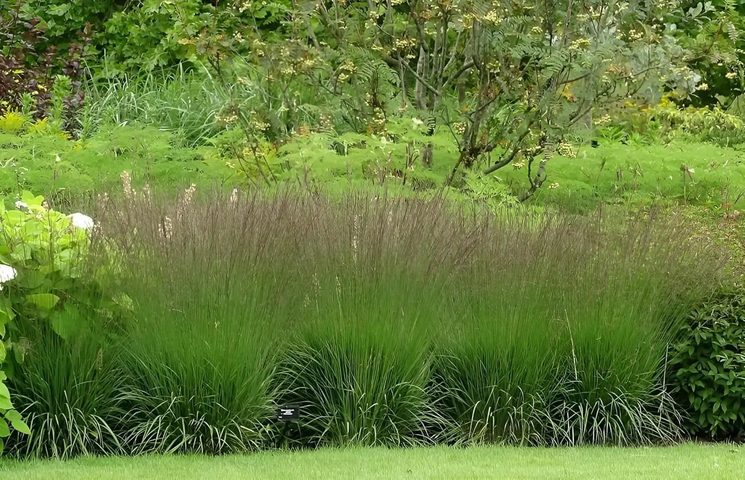 Ziergras Molinia caerulea 'Edith Dudszus' von Stauden Gänge, mit schmalen, bläulichen Blättern und zarten Rispen.