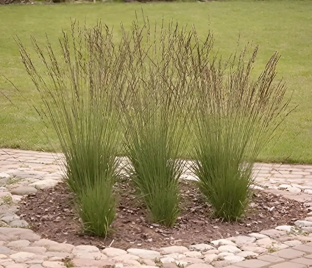 Ziergras Molinia caerulea 'Edith Dudszus' von Stauden Gänge, kleines Pfeifengras mit lanzettförmigen Blättern und bläulicher Färbung.