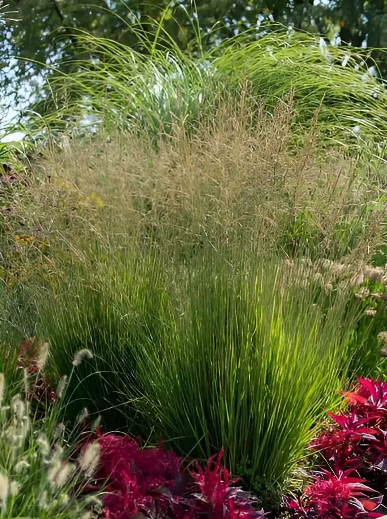 Ziergras Molinia caerulea 'Heidezwerg' im XXL Topf, kleines Pfeifengras, Stauden Gänge, dekoratives Ziergras für Garten und Balkon