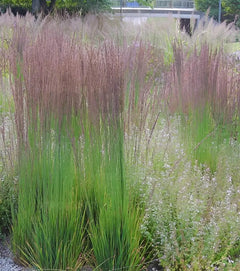 Ziergras Molinia caerulea 'Moorhexe' von Stauden Gänge, kleines Pfeifengras mit bläulichen Halmen, im Garten.