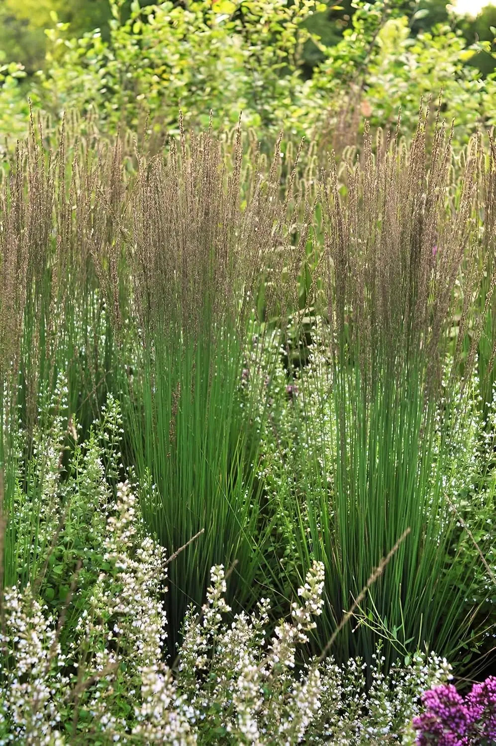 Ziergras Molinia caerulea 'Moorhexe' von Stauden Gänge, kleines Pfeifengras mit bläulichem Laub und feinen Halmen.