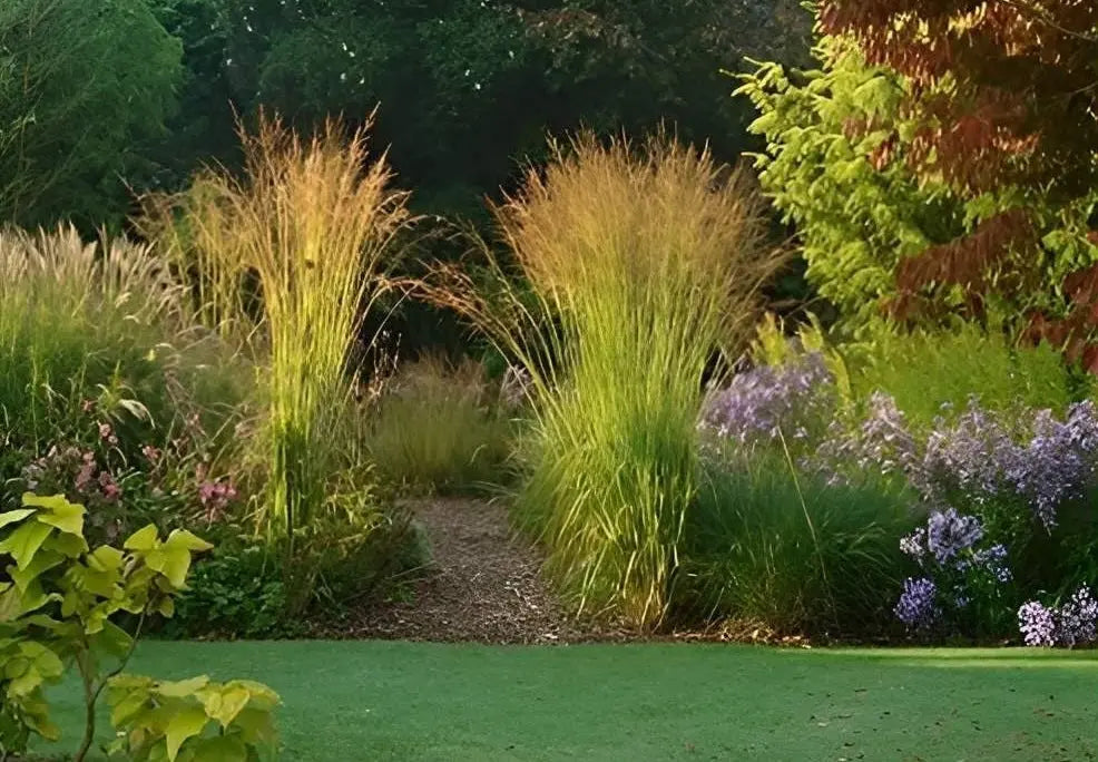 Ziergras Molinia caerulea 'Poul Petersen' von Stauden Gänge, kleines Pfeifengras, mit feinen, blau-grünen Halmen im Garten.