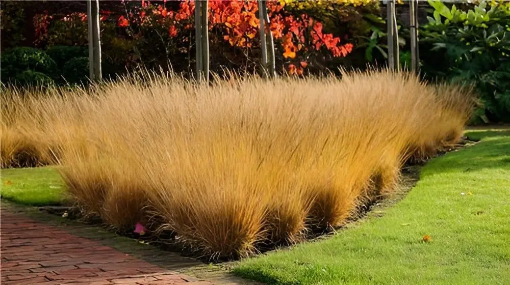 Ziergras Molinia caerulea 'Poul Petersen' von Stauden Gänge, kleines Pfeifengras mit grazilem, bläulichem Laub.