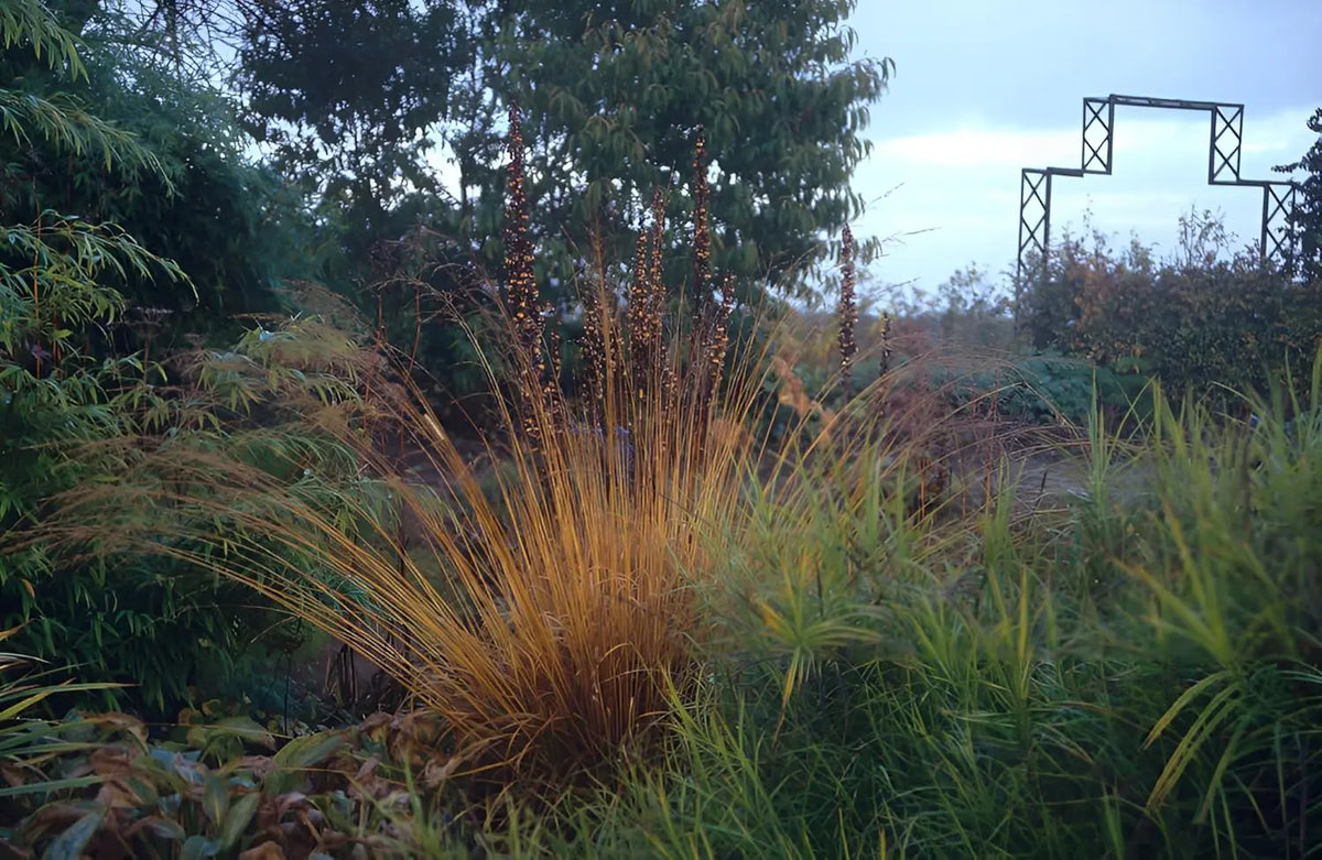 Ziergras Molinia caerulea 'Poul Petersen' von Stauden Gänge, kleines Pfeifengras mit bläulichen Halmen, im Garten.