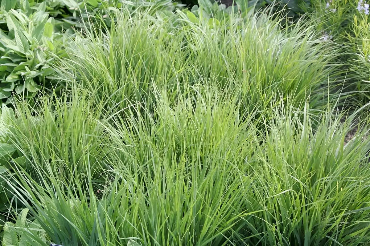 Ziergras Molinia caerulea 'Poul Petersen' von Stauden Gänge, kleines Pfeifengras mit zarten blauen Halmen im Garten.