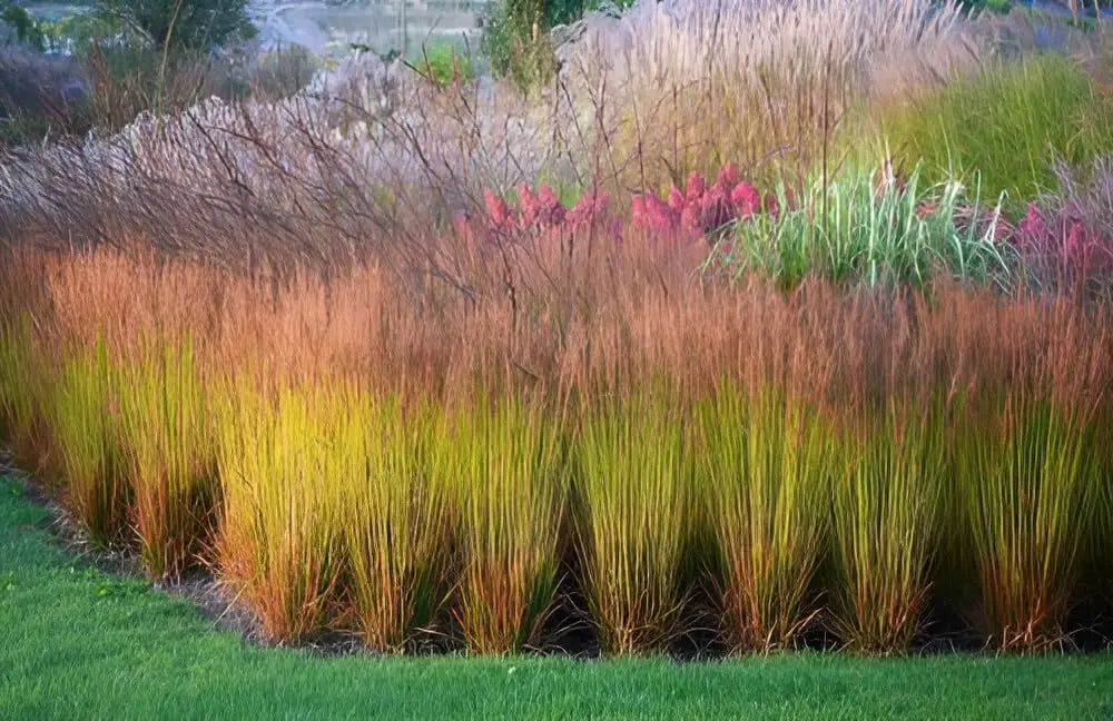 Ziergras Molinia caerulea 'Poul Petersen' von Stauden Gänge, kleines Pfeifengras mit bläulichem Laub und zarten Blüten.