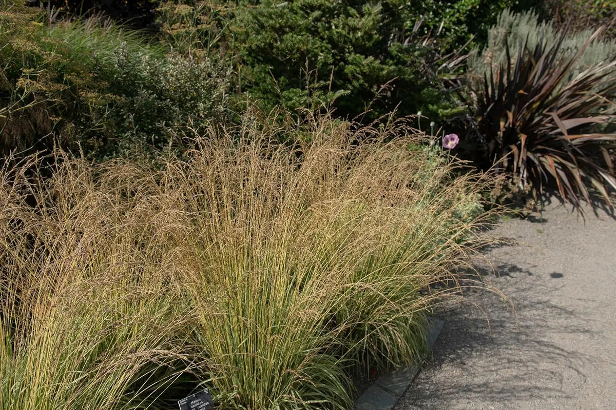 Buntes Molinia caerulea 'Variegata', kleines Ziergras mit variierten Blättern, von Stauden Gänge.