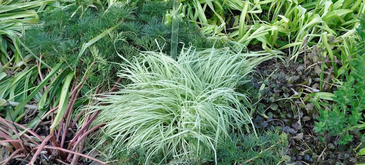 Buntes Molinia caerulea 'Variegata', Ziergras mit variierten Blättern, von Stauden Gänge, im Garten.