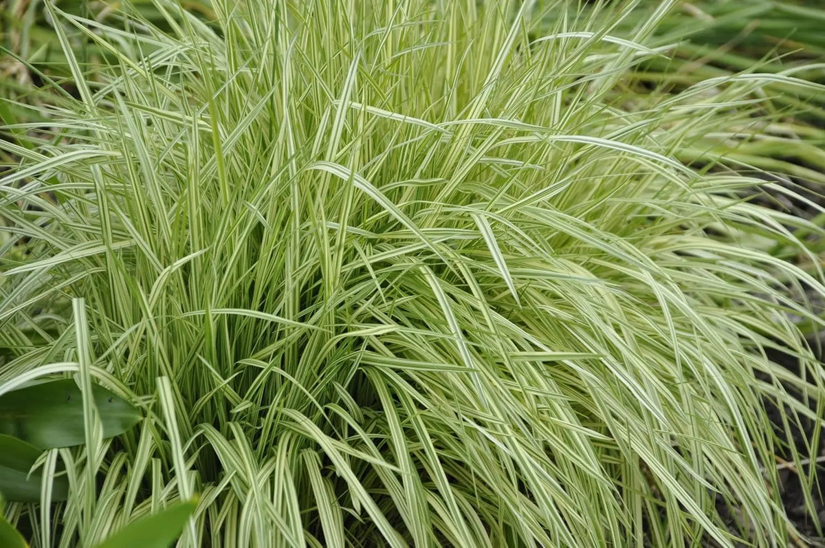 Buntes Molinia caerulea 'Variegata', Ziergras mit variierten Blättern, von Stauden Gänge, vor heller Gartenumgebung