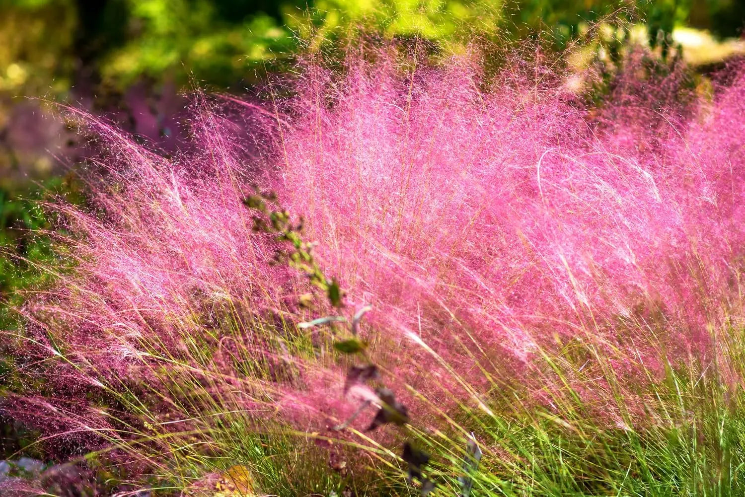 Ziergras Muhlenbergia capillaris in XXL Topf, rosa Haargras, Stauden Gänge, dekoratives Garten- und Topfpflanzenbild