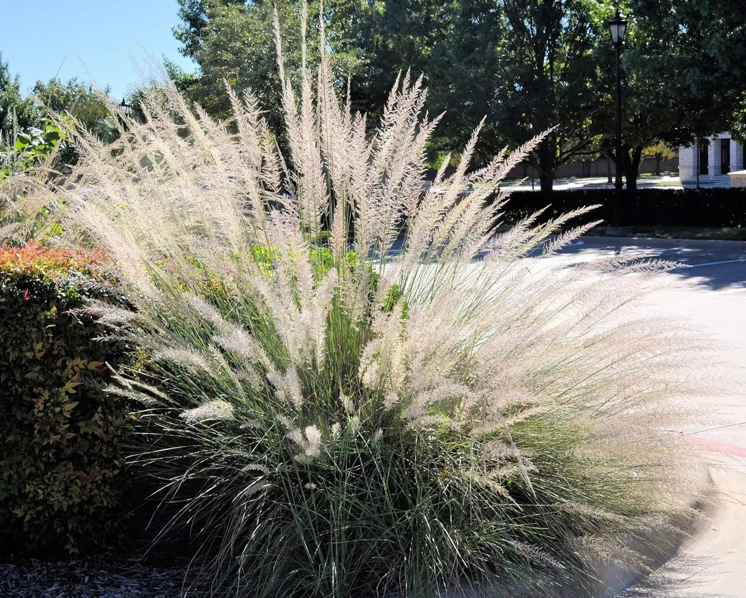 Ziergras Muhlenbergia lindheimeri von Stauden Gänge, mit feinen, harten Gräsern und bläulich-grünen Halmen, im Garten.