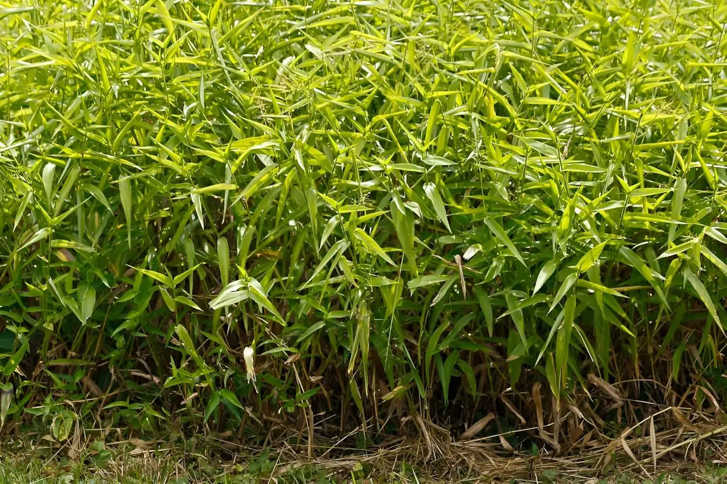 Ziergras Panicum clandestinum / Bambushirse von Stauden Gänge, grüne Halme, in Gartenpflanzen-Arrangement sichtbar