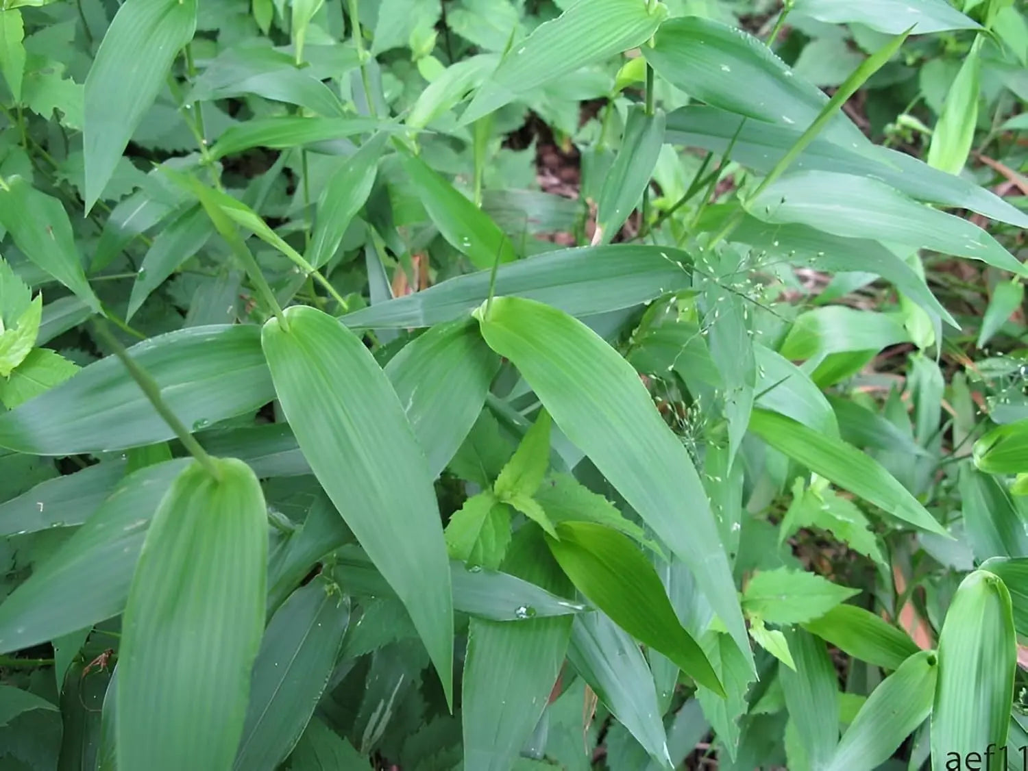 Ziergras Panicum clandestinum/Bambushirse von Stauden Gänge, grüne Halme, in Gartenumgebung, natürliche Pflanzenpracht