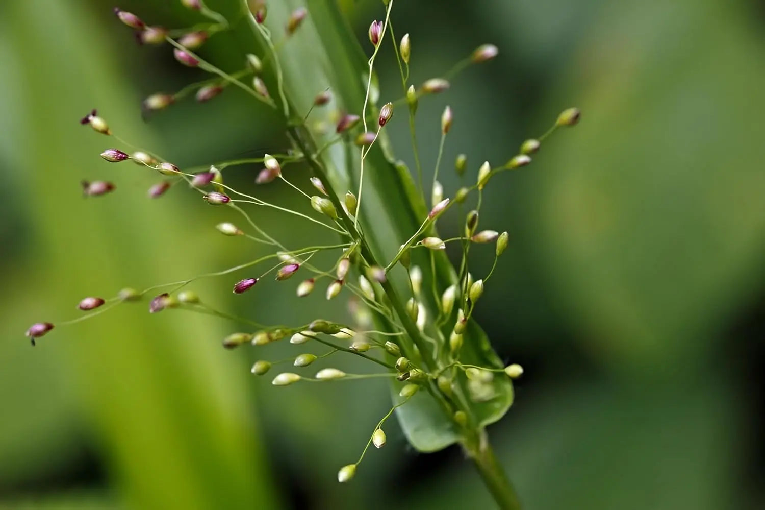 Ziergras Panicum clandestium / Bambushirse, grüne Gräser mit schmalen Blättern, im Garten bei Stauden Gänge.
