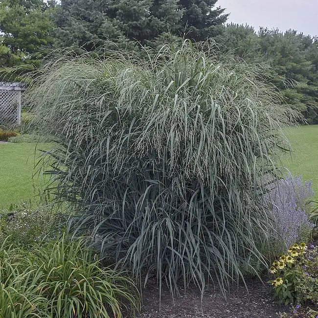 Blaue Rutenhirse Panicum virgatum 'Blue Fountain' als Ziergras, mit bläulichem, schilfähnlichem Laub, im Garten.
