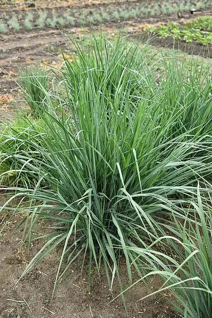 Ziergras Panicum virgatum 'Blue Fountain' von Stauden Gänge, mit blauen, eleganten Ruten im Garten.