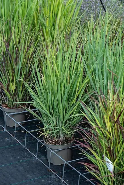 Blaue Rutenhirse Panicum virgatum 'Blue Fountain' Ziergras, mit langen, blauen, schilfähnlichen Halmen, im Garten.