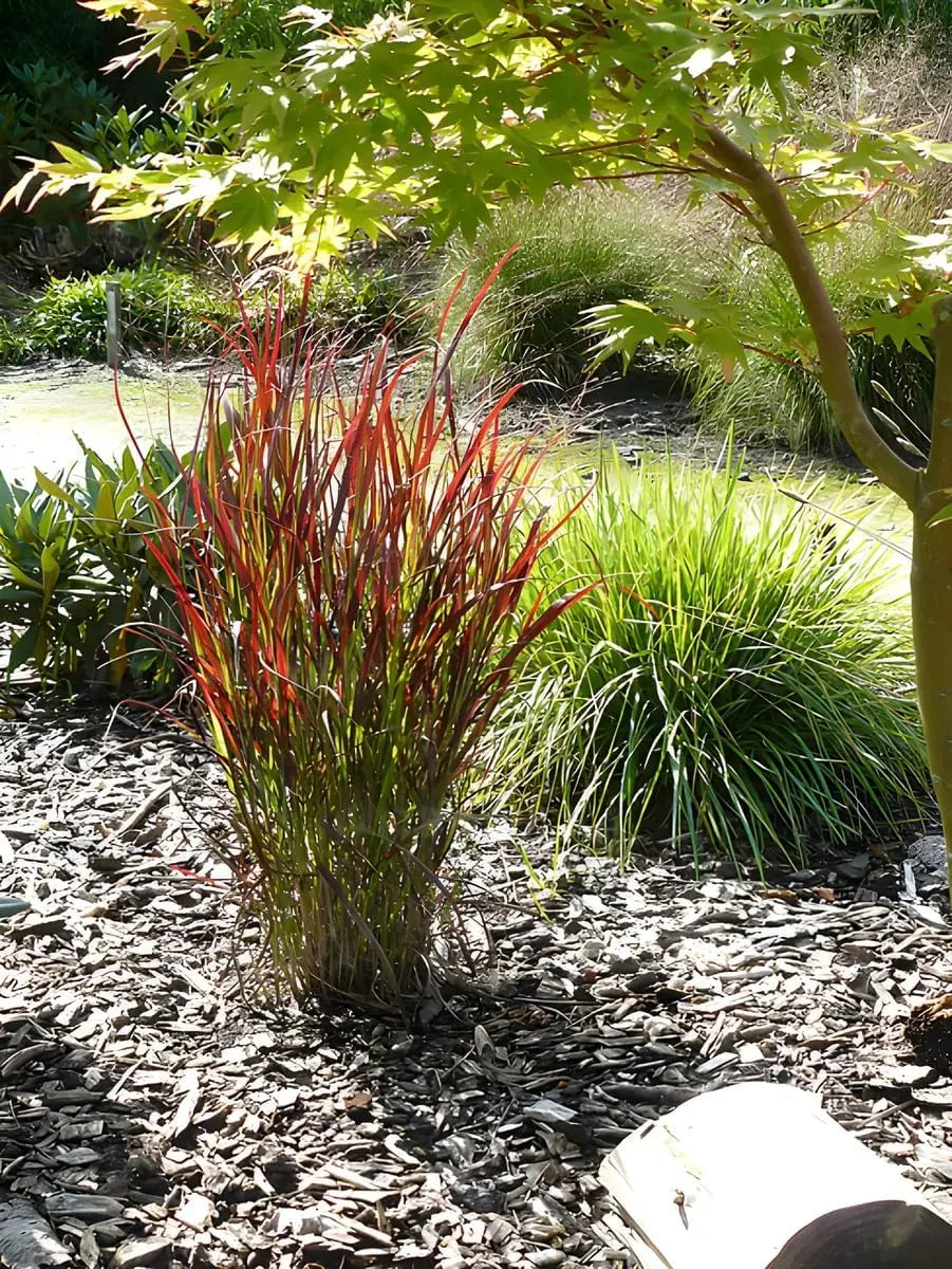 Ziergras Panicum virgatum 'Cardinal' mit roten Ruten, Stauden Gänge, dichtes, aufrecht wachsendes Ziergras im Garten.