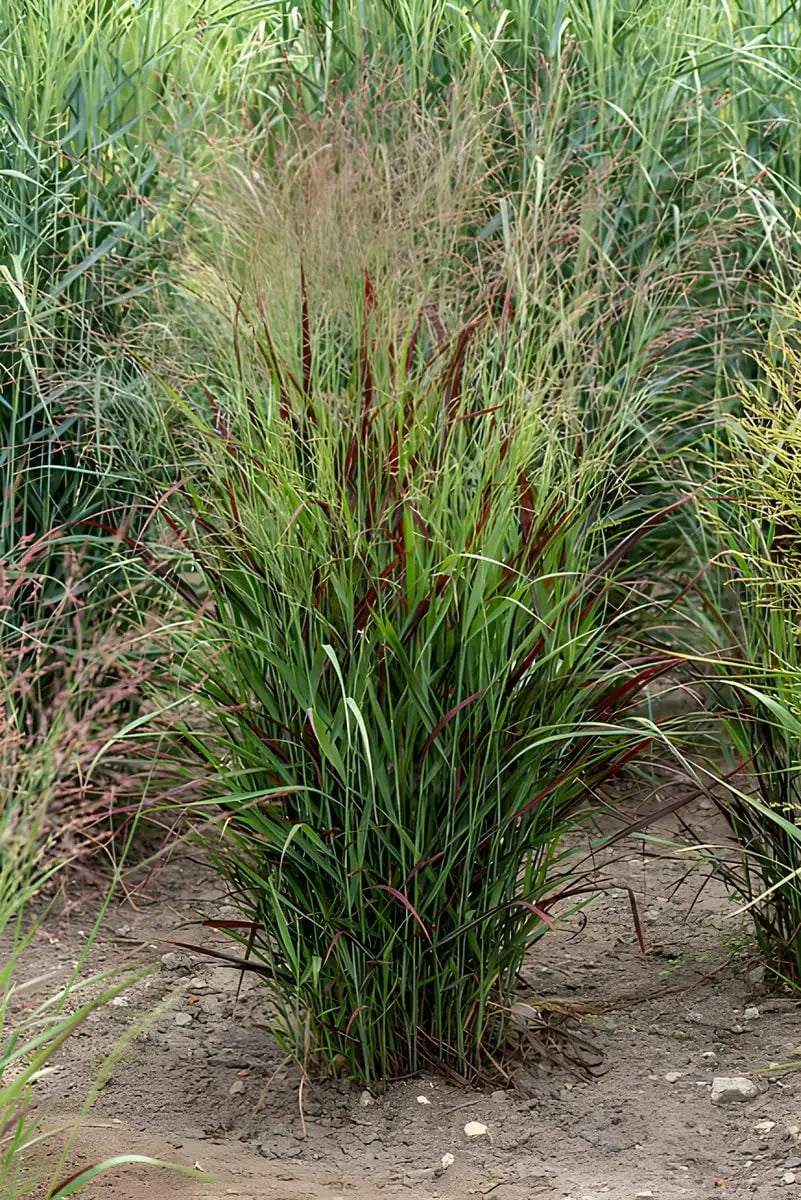 Ziergras Panicum virgatum 'Cardinal' mit roten Ruten, standsicher im Garten, von Stauden Gänge, natürliche Gartenpflanze