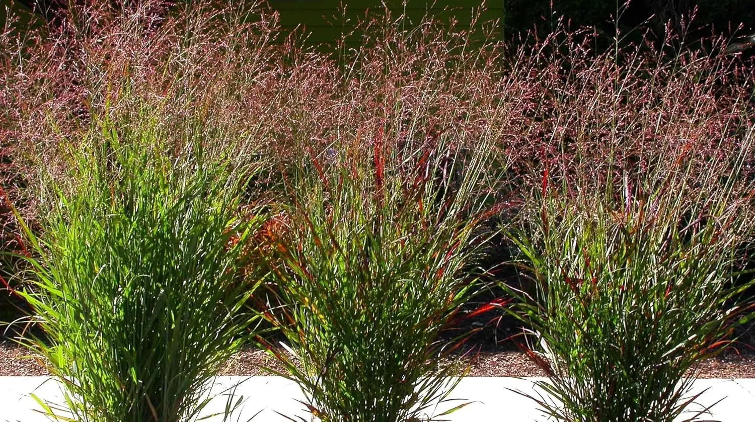 Ziergras Panicum virgatum 'Cardinal' mit roten Ruten, Stauden Gänge, dekoratives Ziergras im Garten, Nahaufnahme