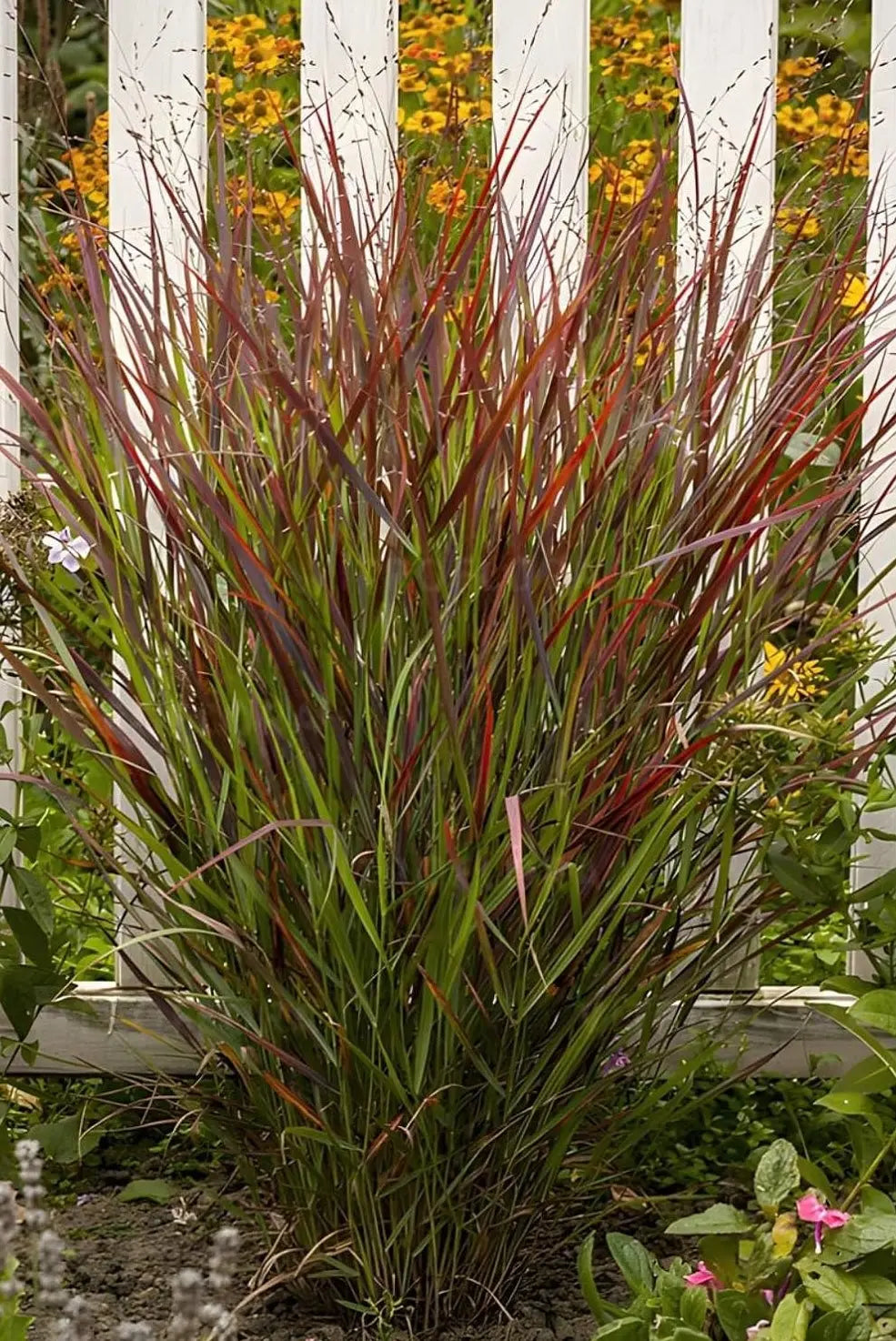 Rote Rutenhirse Panicum virgatum 'Cardinal', Ziergras mit leuchtend roten Halmen, im Garten bei Stauden Gänge.