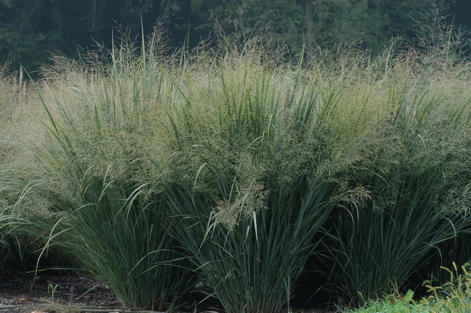 Blaue Riesen Rutenhirse Panicum virgatum 'Cloud Nine', Ziergras mit hohen, blauen Halmen, stilvoll im Garten.