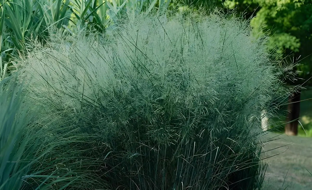 Blaue Riesen Rutenhirse Panicum virgatum 'Cloud Nine', Ziergras mit hohen, bläulichen Ähren, Stauden Gänge.