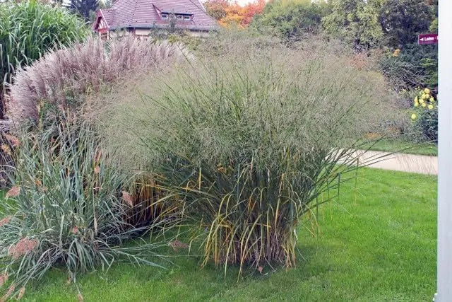 Blaue Riesen Rutenhirse Panicum virgatum 'Cloud Nine', Ziergras mit hohen blauen Ähren, auf einer Stauden Gänge Pflanzenaufnahme.