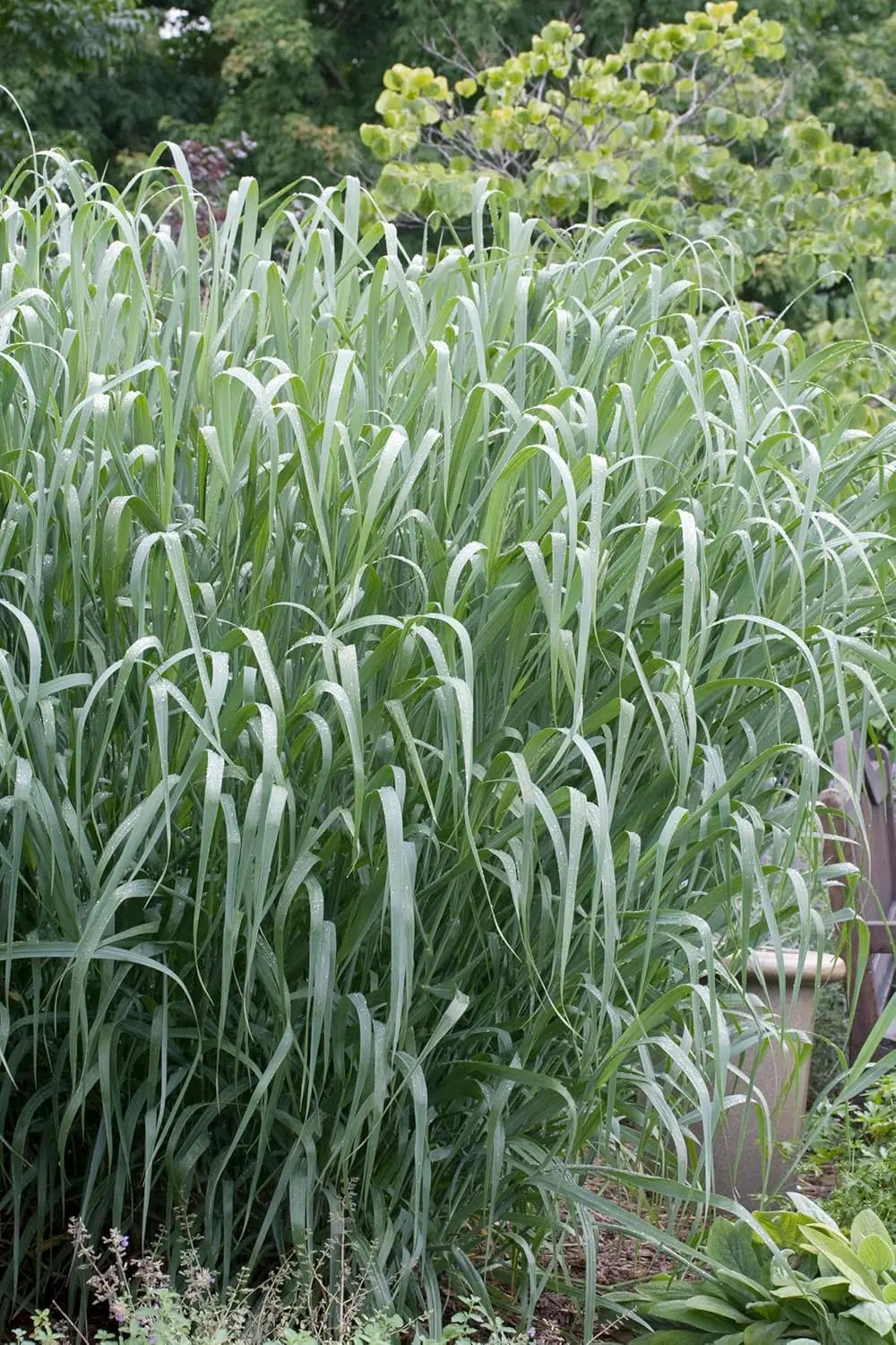 Blaue Rutenhirse Panicum virgatum 'Dallas Blues' als Ziergras, mit schlanken bläulichen Halmen, im Garten fotografiert.