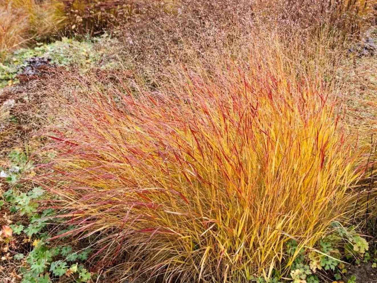Ziergras Panicum virgatum 'Hänse Herms' mit braunroten Ruten, Stauden Gänge, natürliche Pflanze im Garten.