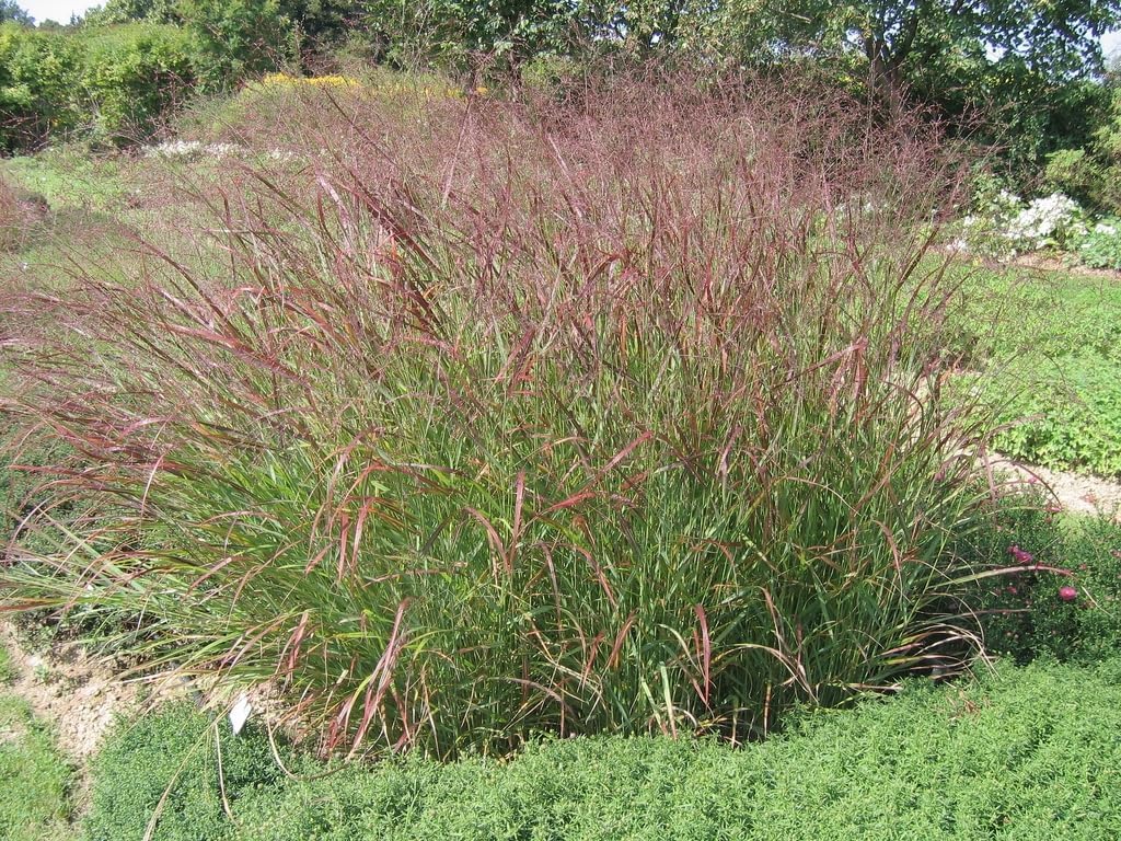 Ziergras Panicum virgatum 'Hänse Herms' mit braunroten Ruten, Stauden Gänge, dekoratives Gartenpflanzenbild