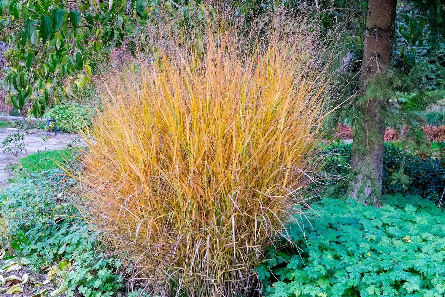 Braunes Ziergras Panicum virgatum 'Hänse Herms' mit roten Ruten, Stauden Gänge, dekoratives Stauden-Halbstrauch, natürliche Gartenpflanze