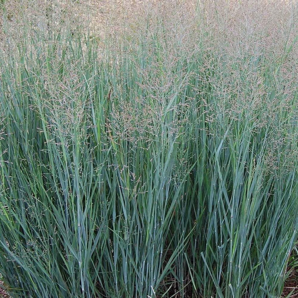 Ziergras Panicum virgatum 'Heavy Metal' in XXL Topf, blaue Rutenhirse, Stauden Gänge, grüner Blattwuchs, große Topf.