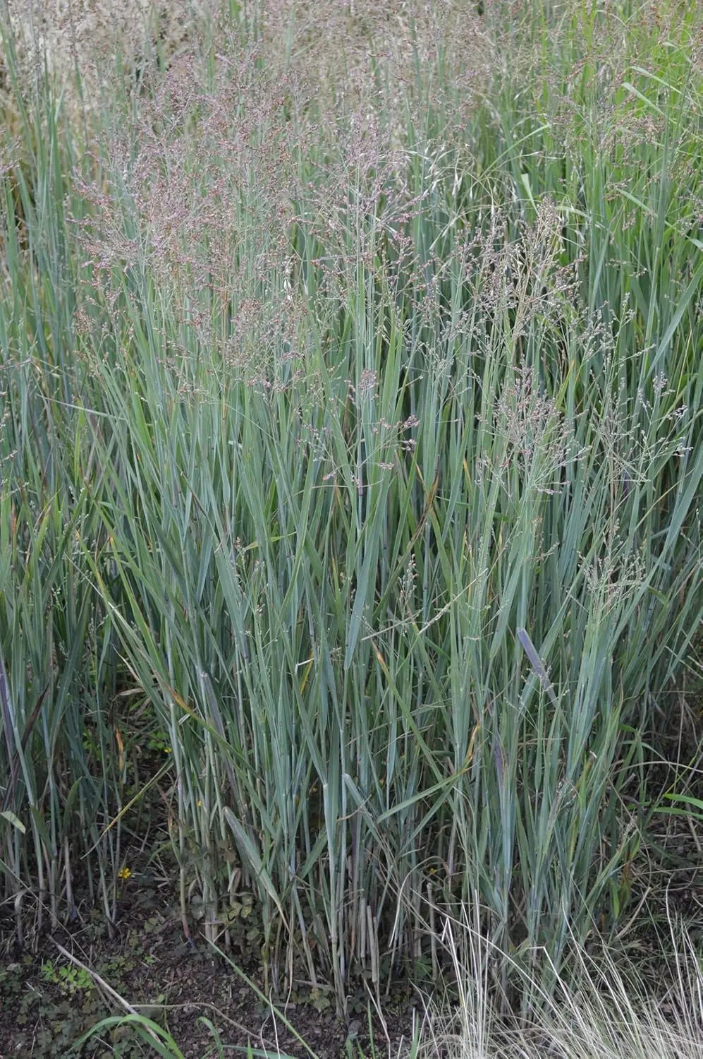 Ziergras Panicum virgatum 'Heavy Metal' in XXL Topf, Stauden Gänge, mit blauen Ruten, dekoratives Ziergras für Garten und Balkon